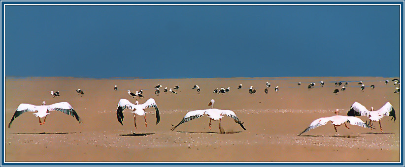 photo "Permission for takeoff." tags: nature, wild animals