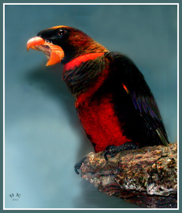 photo "Orator" tags: nature, portrait, wild animals