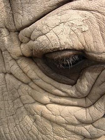 фото "The eye of the rinoceros" метки: макро и крупный план, 