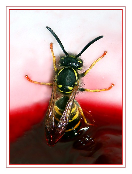 фото ""Вишнёвое опасно для здоровья"" метки: природа, макро и крупный план, насекомое