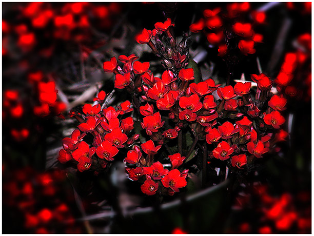 photo "Red" tags: nature, flowers