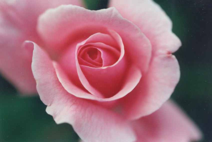 photo "Pink Rose" tags: macro and close-up, nature, flowers