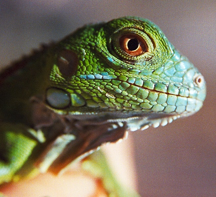 photo "Louie the Lizard" tags: misc., nature, pets/farm animals