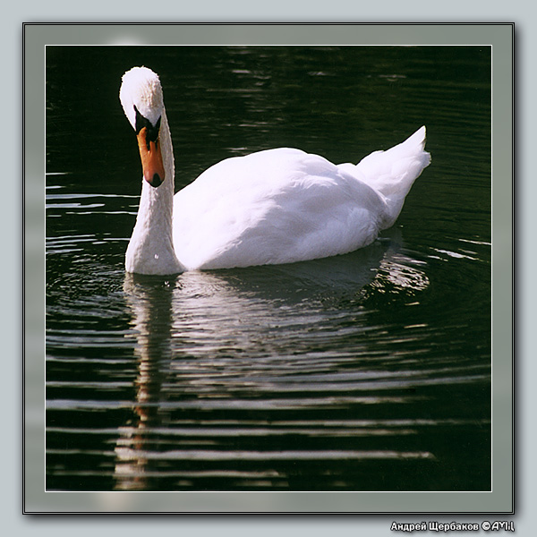photo "Reflection VI: Lookin to the reflection: "What ugl" tags: nature, genre, wild animals