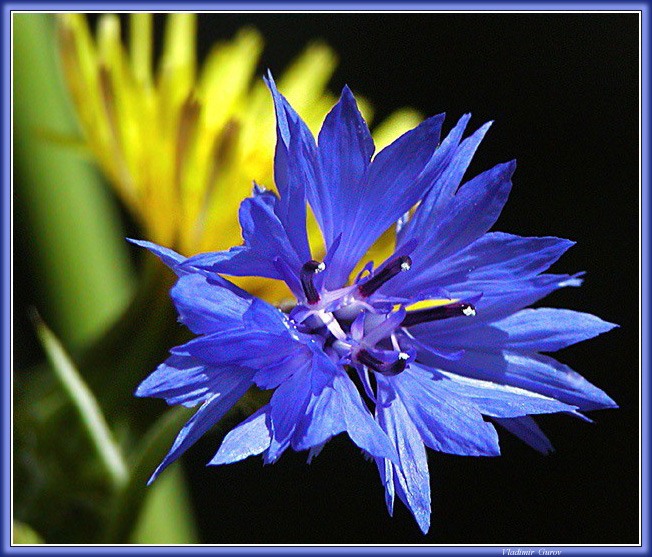 photo "Just a corn-flower" tags: nature, macro and close-up, flowers