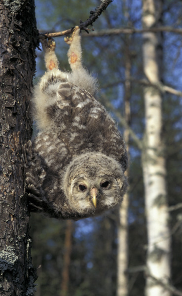 photo "Ural owlґs fledgling" tags: nature, wild animals