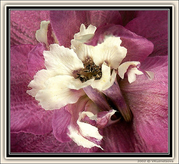 photo "Two-Faced Janus" tags: macro and close-up, nature, flowers