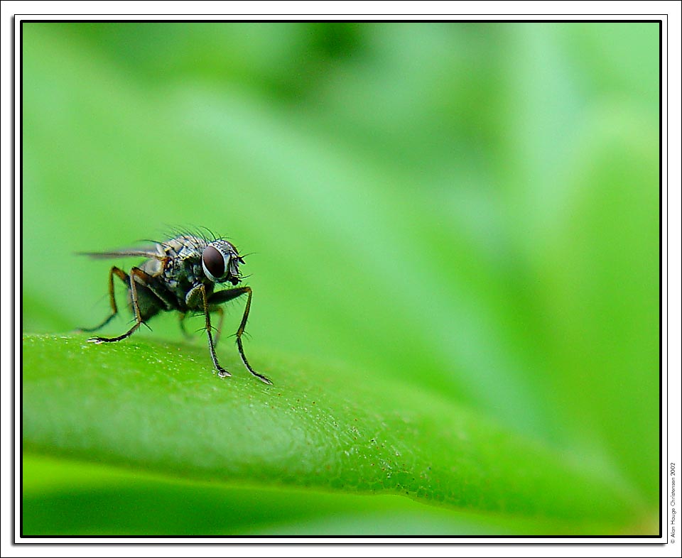 фото "Green IV" метки: природа, макро и крупный план, насекомое