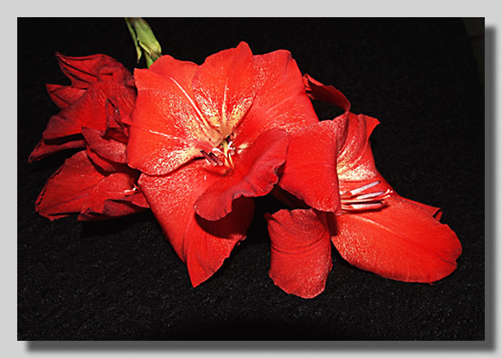 photo "Gladiolus" tags: nature, still life, flowers