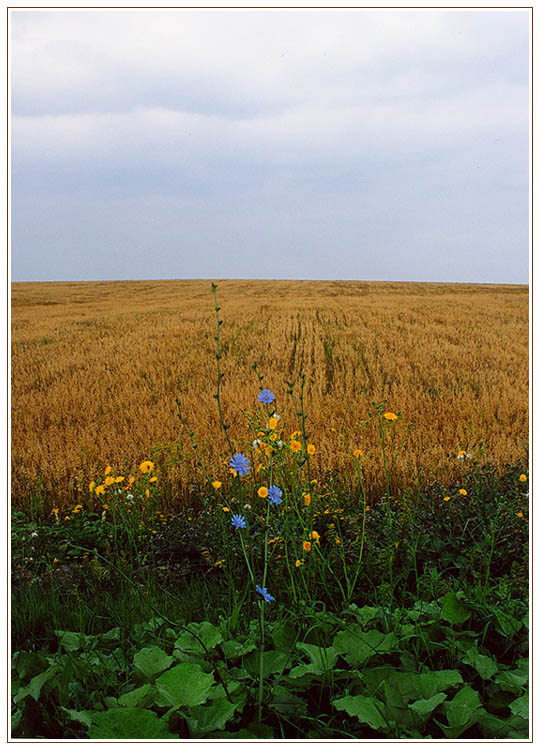 photo "My Russia" tags: landscape, summer