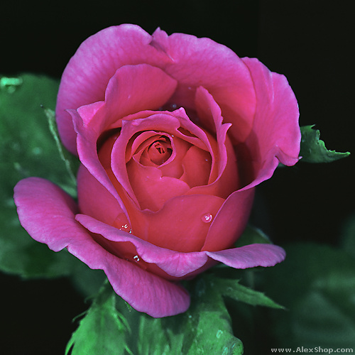 фото "роза "Кантри Ман"" метки: природа, макро и крупный план, цветы