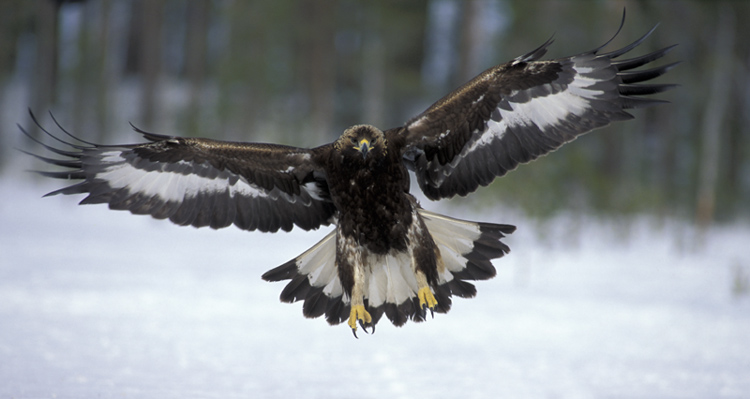 photo "Golden eagle" tags: nature, wild animals