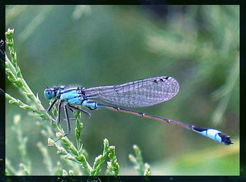 photo "Helicopter" tags: macro and close-up, nature, insect