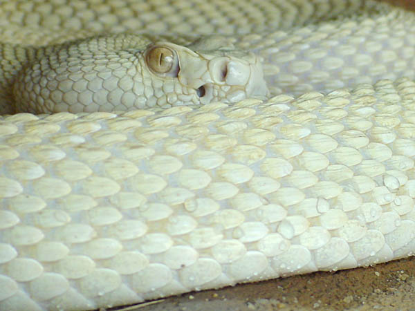 photo "Albino Western Diamondback Rattlesnake" tags: nature, wild animals