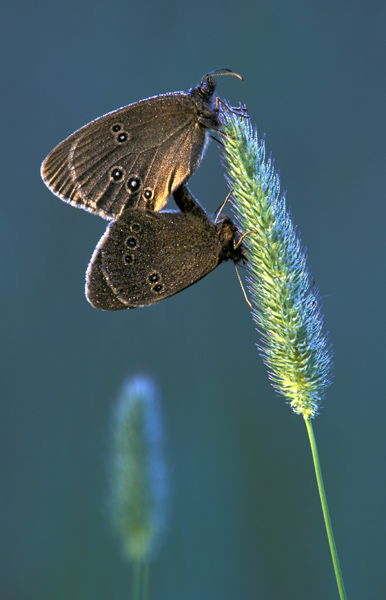 photo "Ringlets copulating" tags: nature, macro and close-up, insect