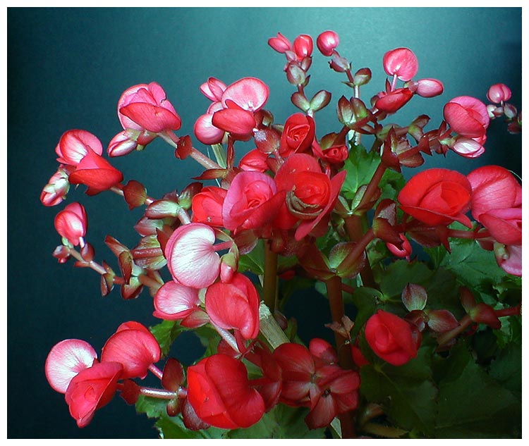 photo "Begonias" tags: nature, flowers