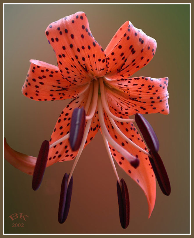 photo "Bow" tags: nature, macro and close-up, flowers