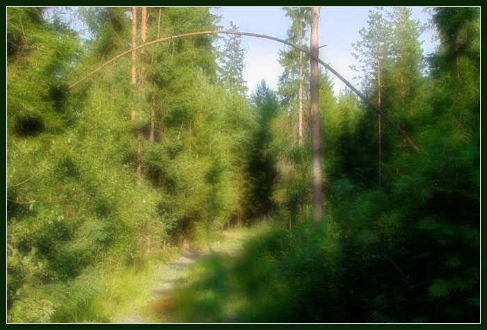 photo "Deep Forest Gate II (version)" tags: landscape, forest, summer