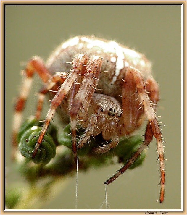 фото "Менеджер" метки: природа, макро и крупный план, насекомое