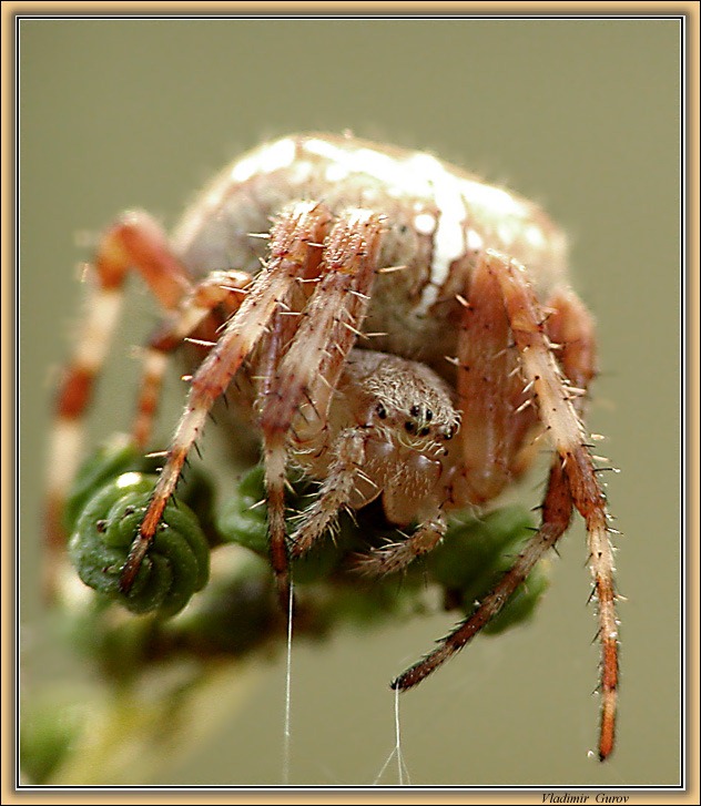 photo "Manager" tags: nature, macro and close-up, insect