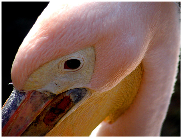 photo "Bird" tags: nature, macro and close-up, wild animals
