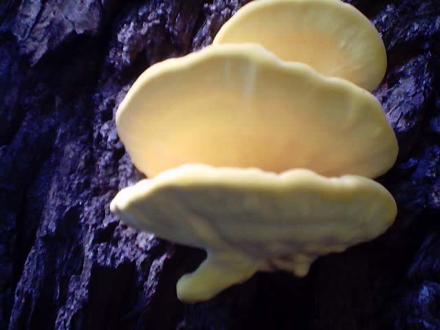 photo "Mushrooms on a tree" tags: nature, misc., flowers