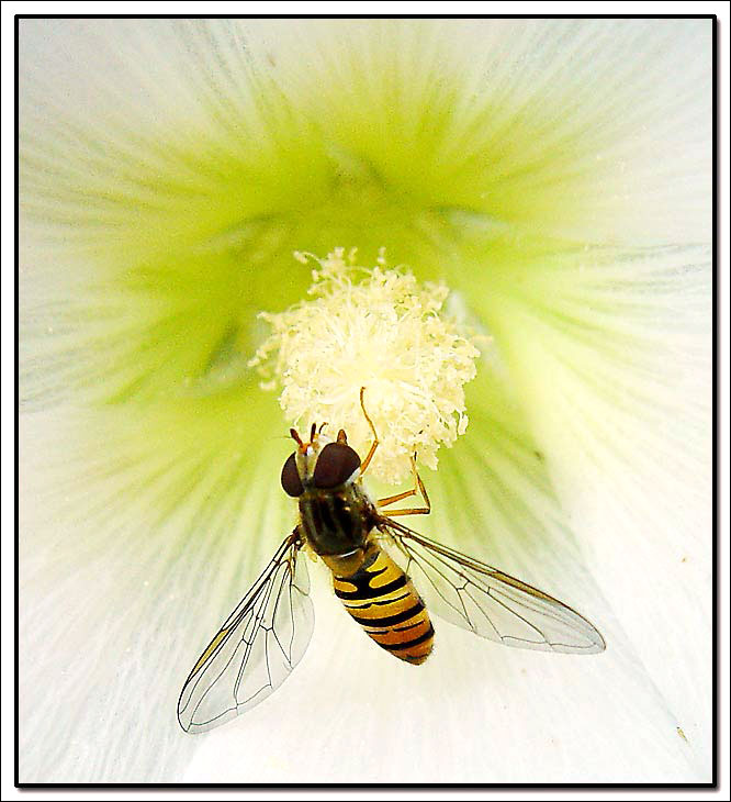 photo "White" tags: nature, macro and close-up, insect