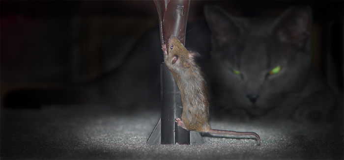 фото "Cat & Mouse" метки: жанр, репортаж, 