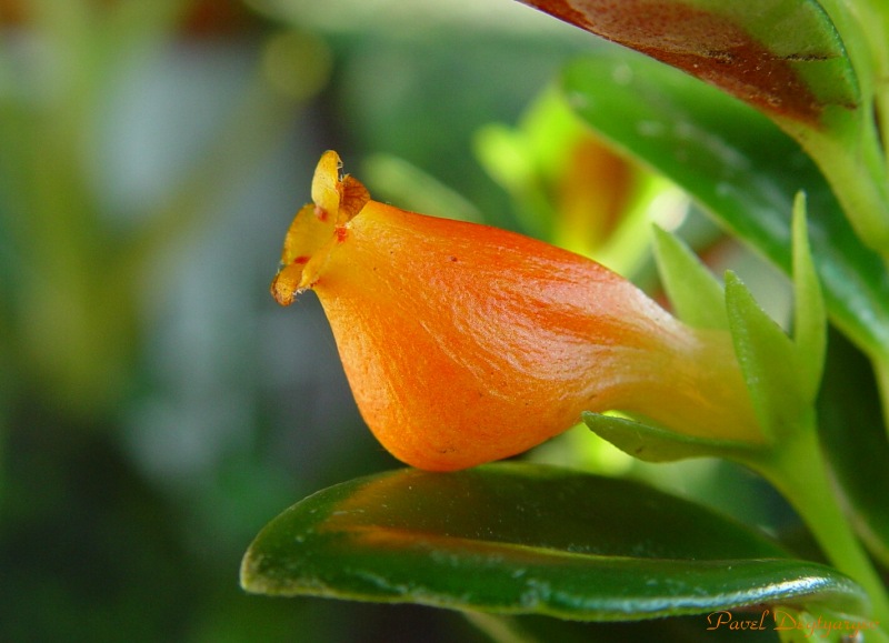 photo "Golden Fish" tags: macro and close-up, nature, flowers