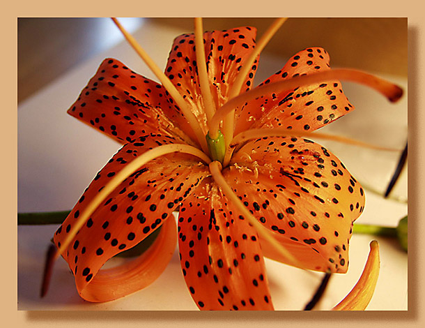 photo "Lily-2" tags: nature, macro and close-up, flowers