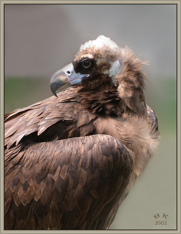 photo "The master of mountain tops" tags: nature, portrait, wild animals