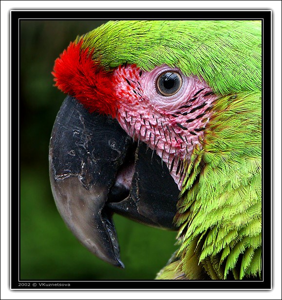 photo "Macaw" tags: nature, pets/farm animals