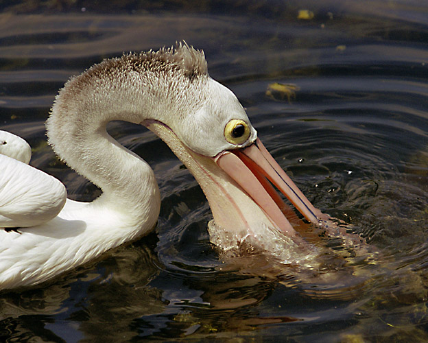 фото "Australian Pelican 2" метки: природа, путешествия, Австралия, дикие животные