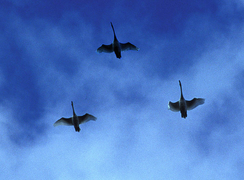 photo "Swans in fighterformation" tags: nature, 