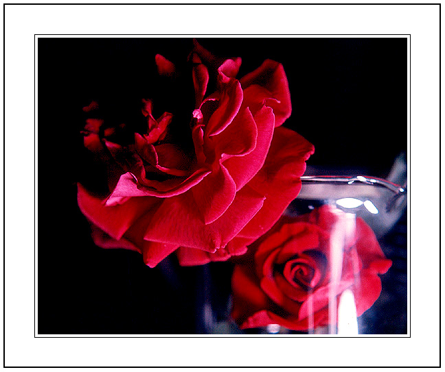 фото "The After Life of the Red Flower." метки: природа, цветы