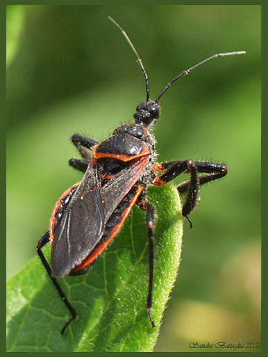 photo "Velcro" tags: macro and close-up, humor, 