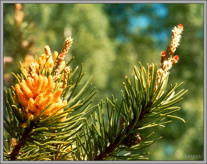 photo "Vernal candy 3" tags: nature, flowers