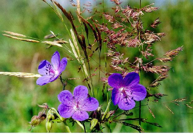 photo "Field flowers" tags: nature, flowers