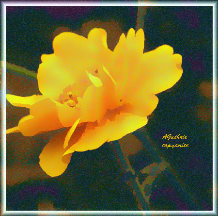 photo "Golden Glow" tags: montage, macro and close-up, 