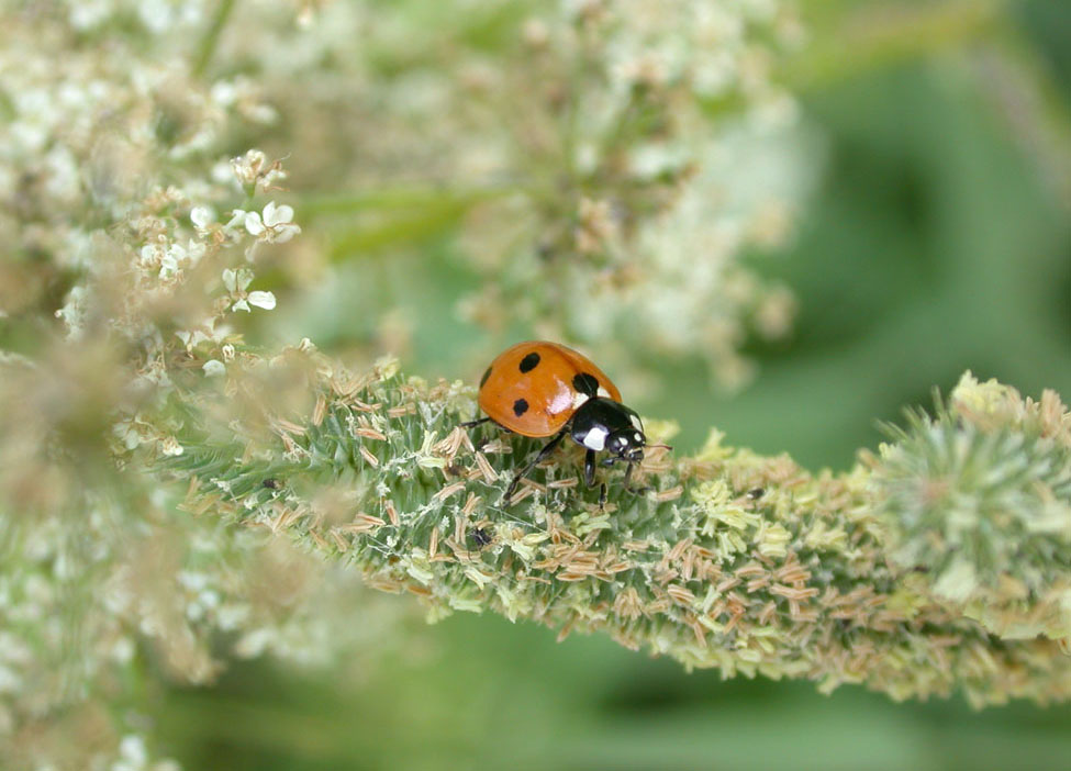 photo "Wallpaper" tags: macro and close-up, nature, insect