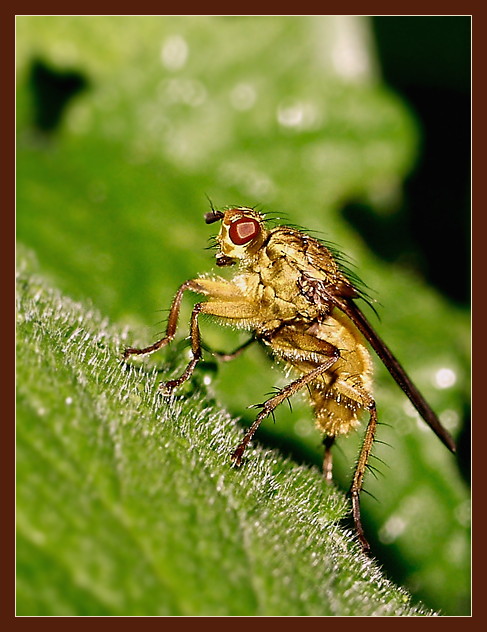 фото "Turbo Мух" метки: макро и крупный план, природа, насекомое