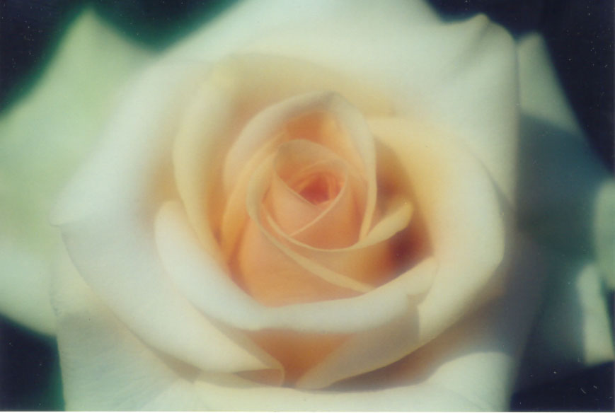 photo "Yellow Rose" tags: macro and close-up, nature, flowers