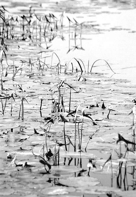 photo "Jurassic Park" tags: abstract, nature, flowers
