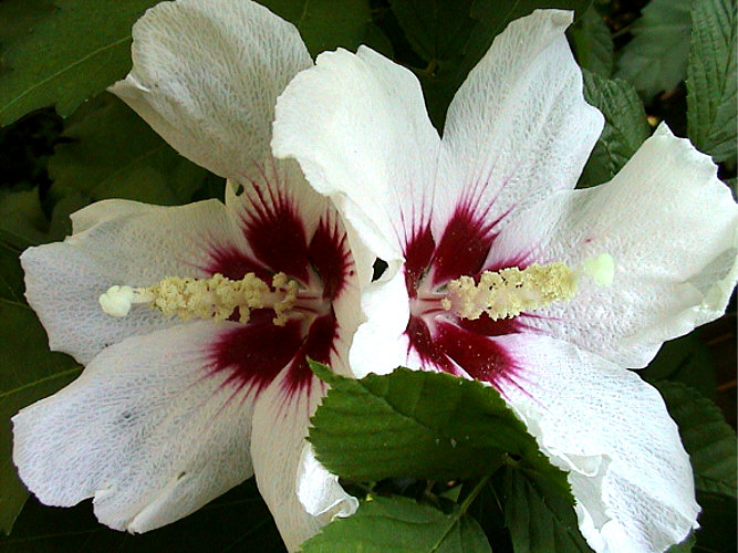 photo "Siamese twins" tags: macro and close-up, nature, flowers