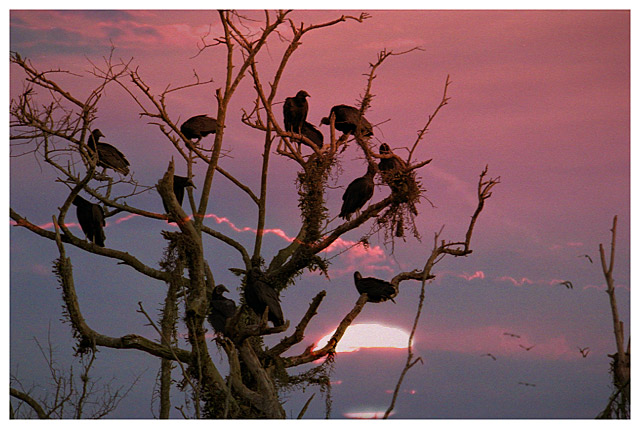 photo "Black vultures" tags: nature, wild animals