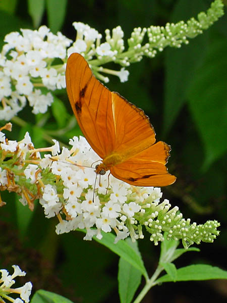 фото "Butterfly" метки: разное, 