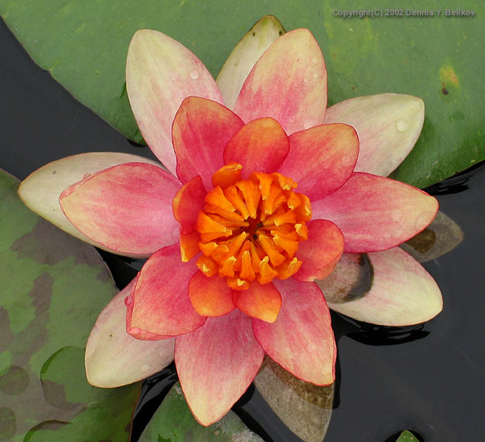 photo "#7 "Water Flame" Album" tags: nature, still life, flowers