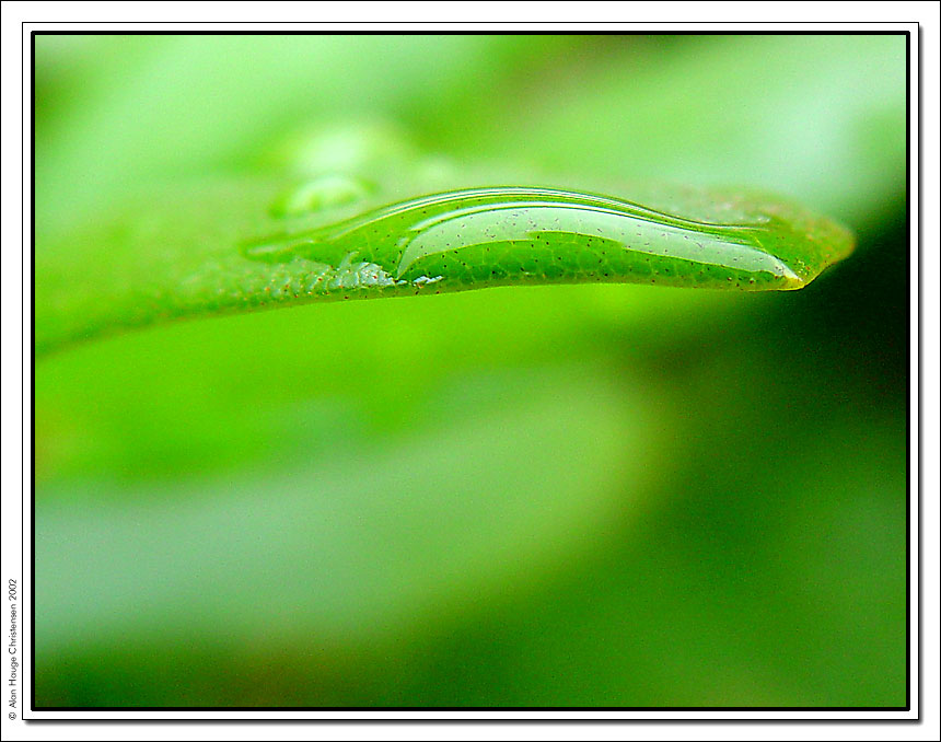 photo "Green V" tags: macro and close-up, abstract, 