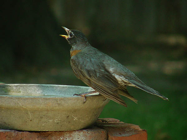 photo "American Robin" tags: nature, wild animals