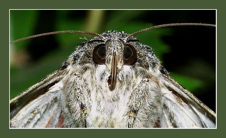 photo "You who??" tags: nature, macro and close-up, insect
